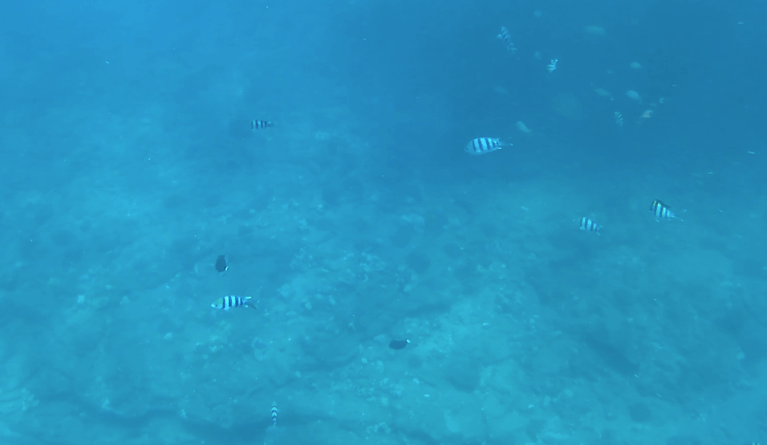 Screen Shot 2018-05-26 at 5.32.20 PM