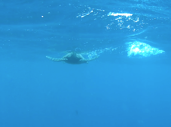 Screen Shot 2018-05-26 at 5.34.21 PM